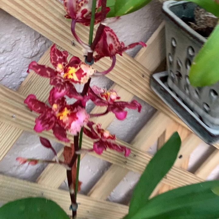 Carmela Orchids - My beautiful orchids from Carmela orchids - Nurseries & Gardening Near Me - Hakalau, Hawaii