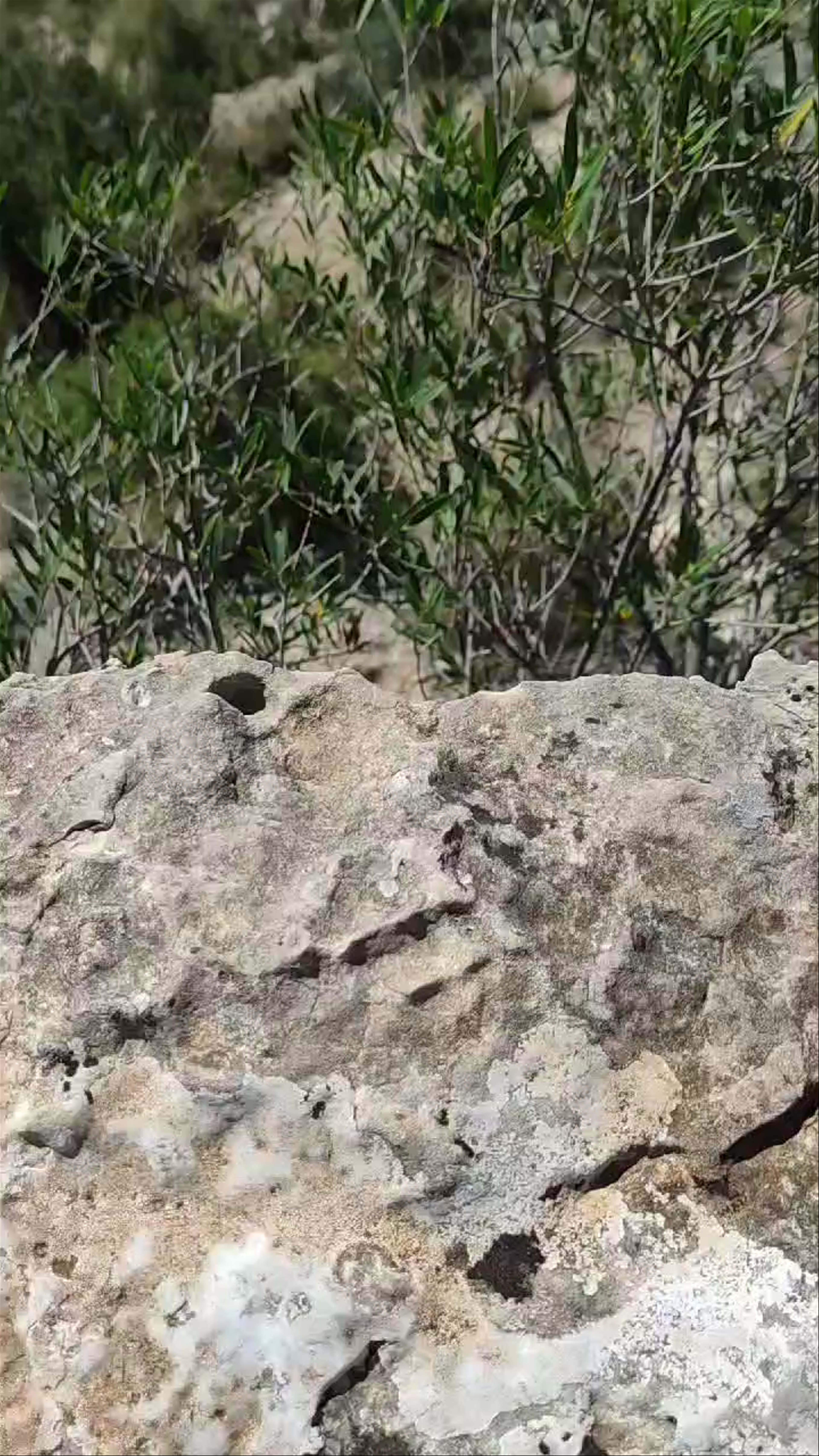 Reserva Natural de las Hoces del Cabriel