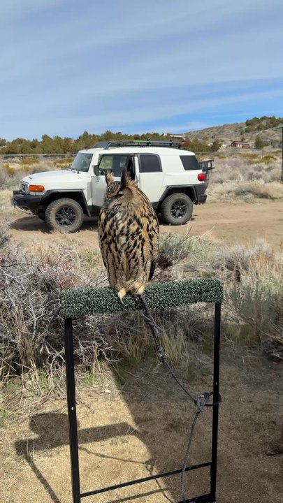 Raptor Adventures - Orientation with the amazing owner - Zoos Near Me - Reno, Nevada