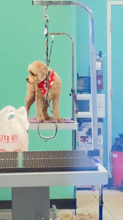 Dirty Paws Grooming Spa - You can see how much care and attention they give. - Pet Groomers Near Me - Temecula, California