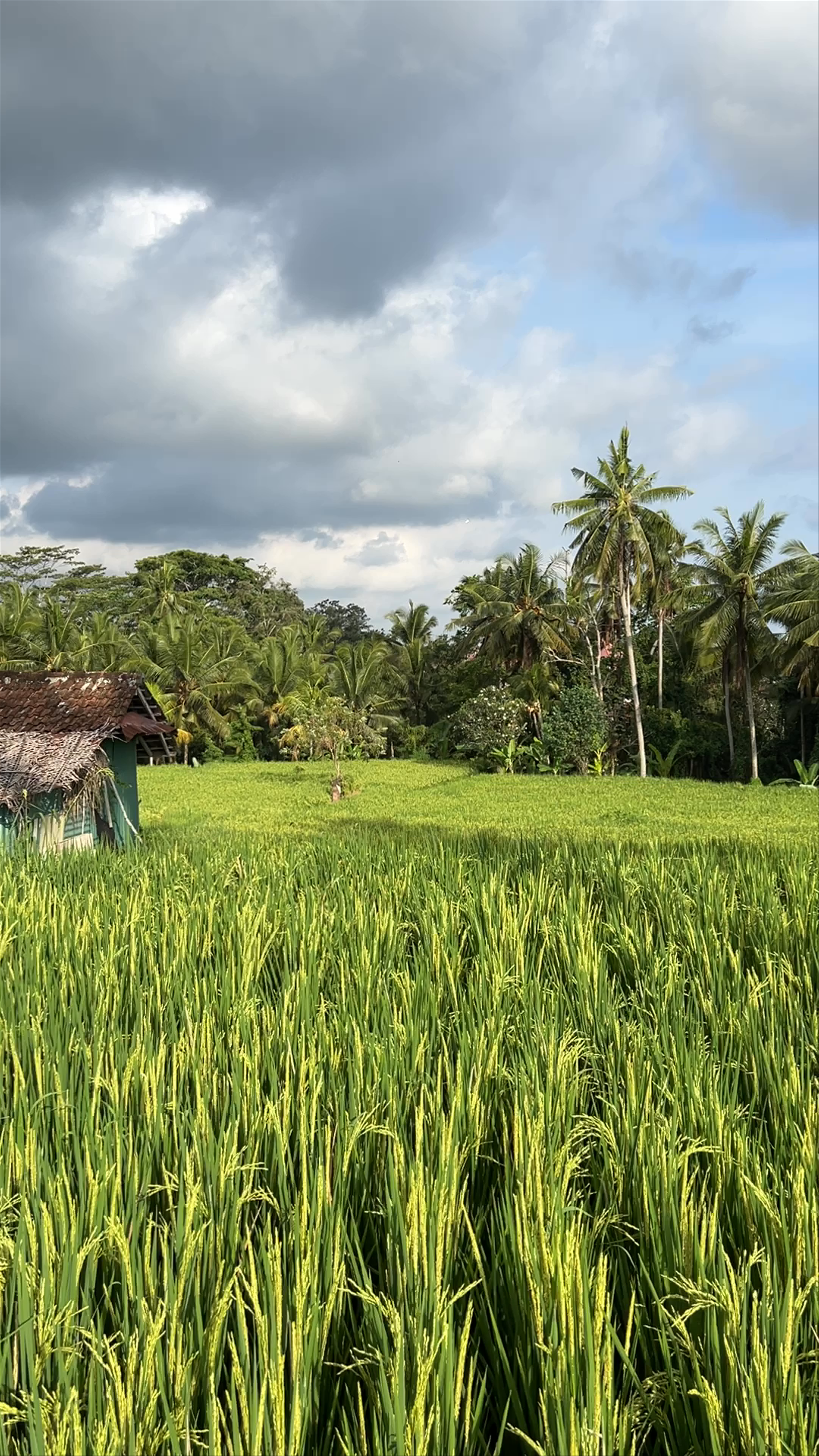 Sari Organic Walk: Vibrant Rice Fields and Tropical Nature in Ubud, Bali