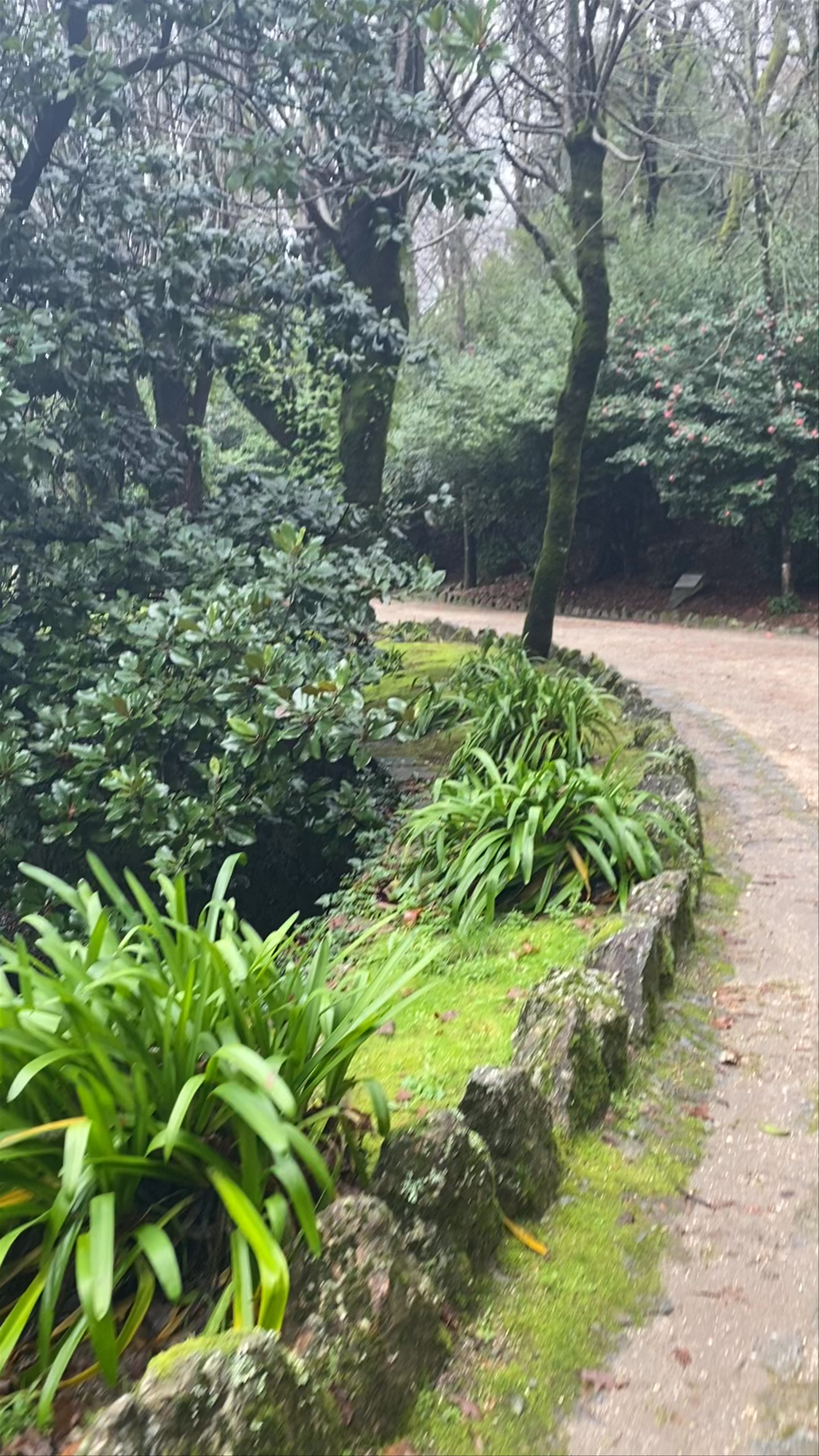 Enchanting Nature Walk at Lago do Parque do Bom Jesus, Braga