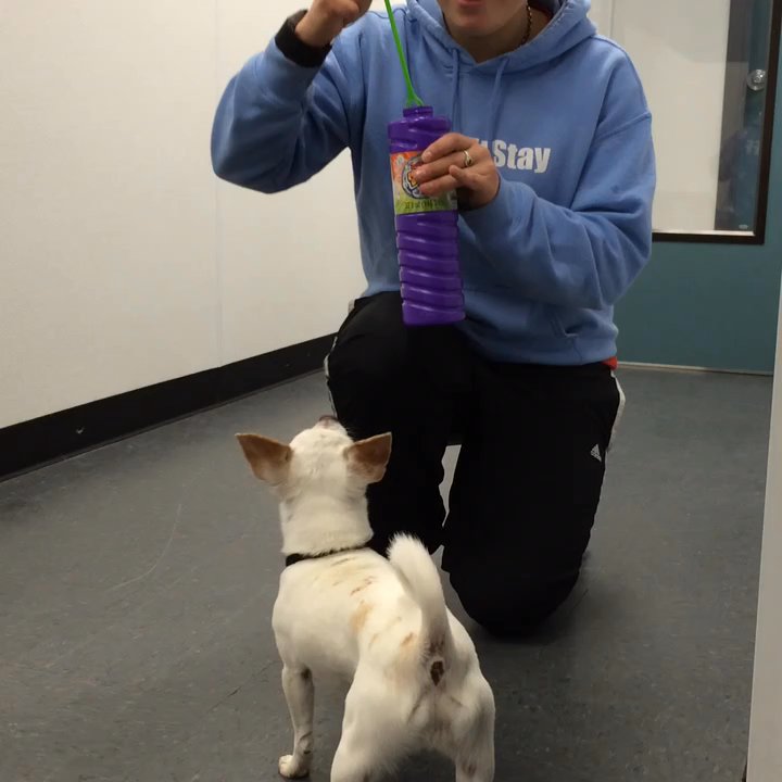ComeSitStay Pet Boarding Grooming & Daycare - ComeSitStay client Mason, loves chasing bubbles with the staff members! - Pet Groomers Near Me - Omaha, Nebraska