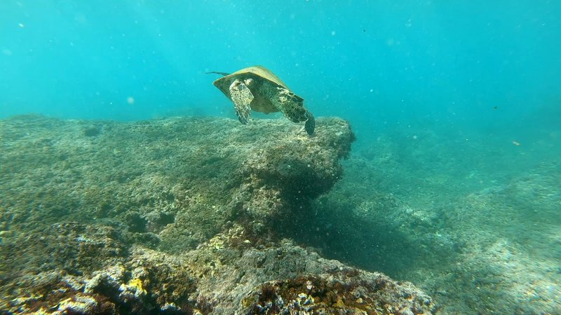 Green Sea Turtle poster