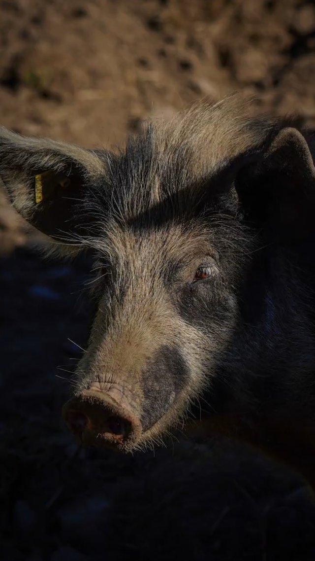 Pig Quiz