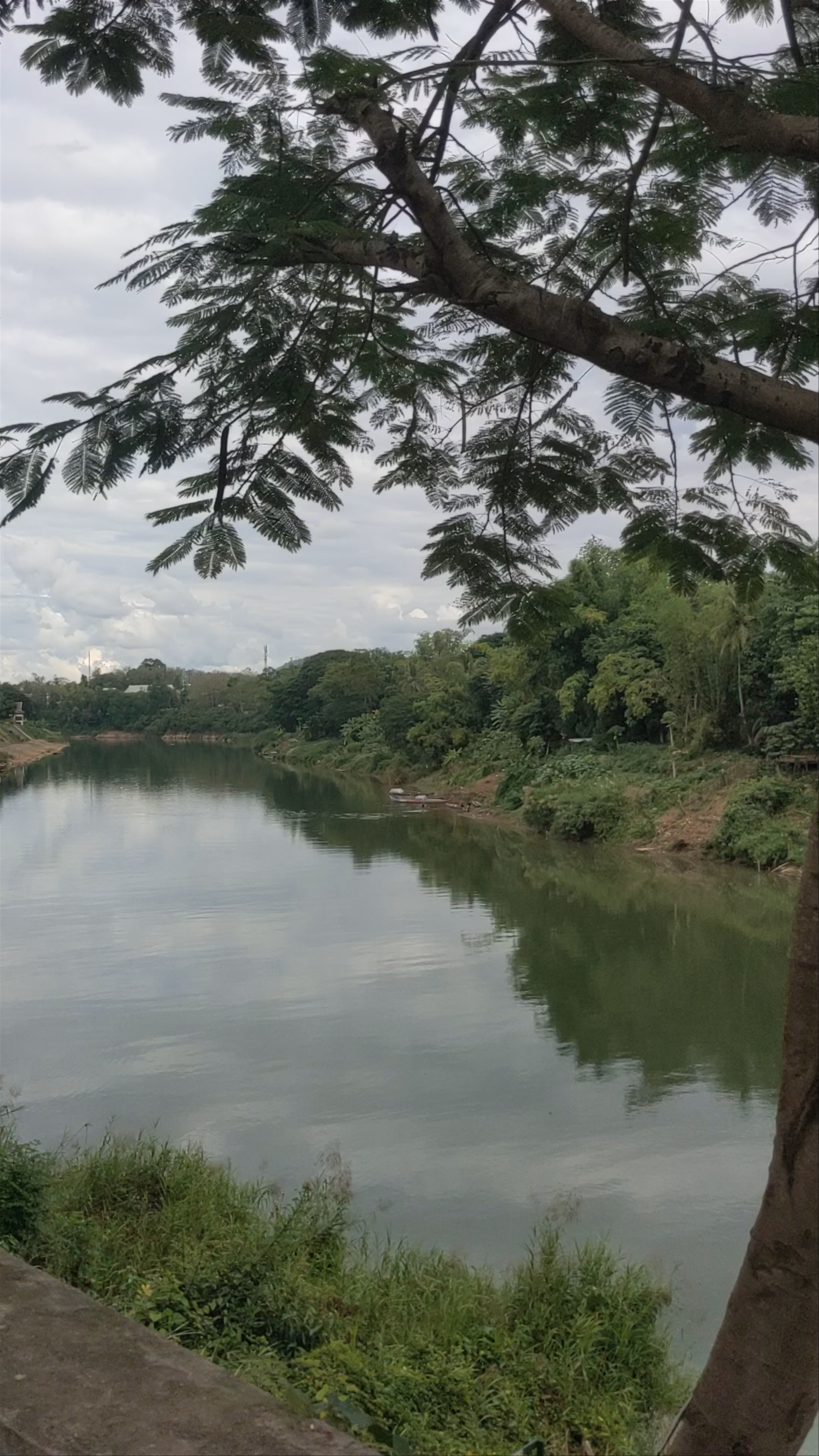 Bamboo Bridge Crossing Over Nam Khan River in Luang Prabang, Laos