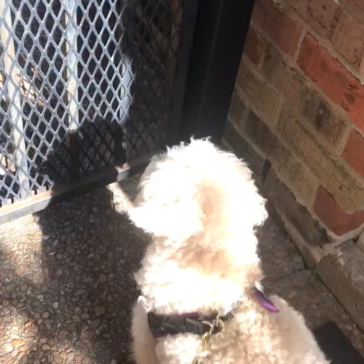 Venture Dog Training - Before Venture, Scooby didn't even know how to sit/would never listen. Seeing him respond to verbal cues like this makes me thankful for VDT - Pet Training Near Me