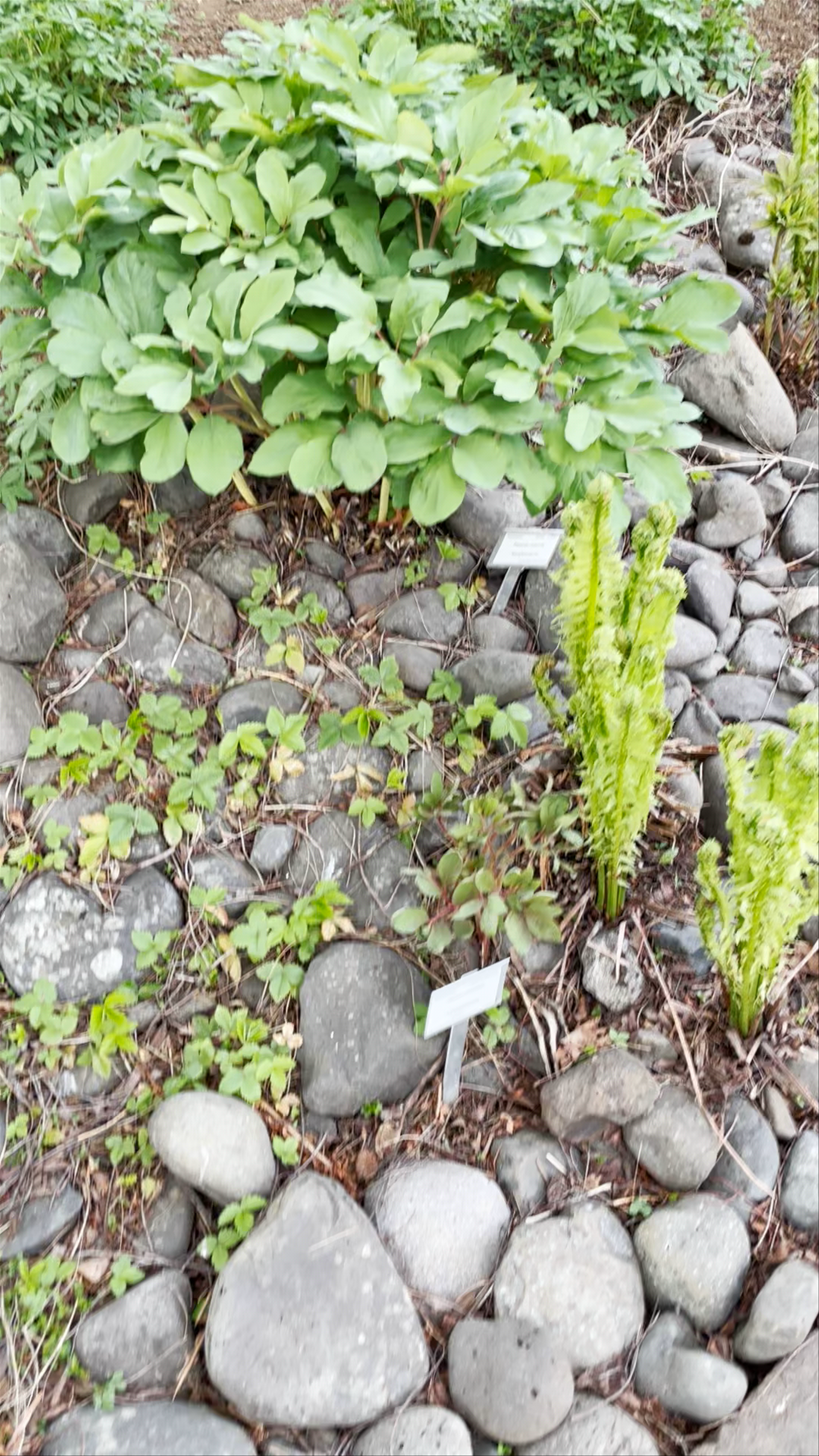 Akureyri Botanical Garden
