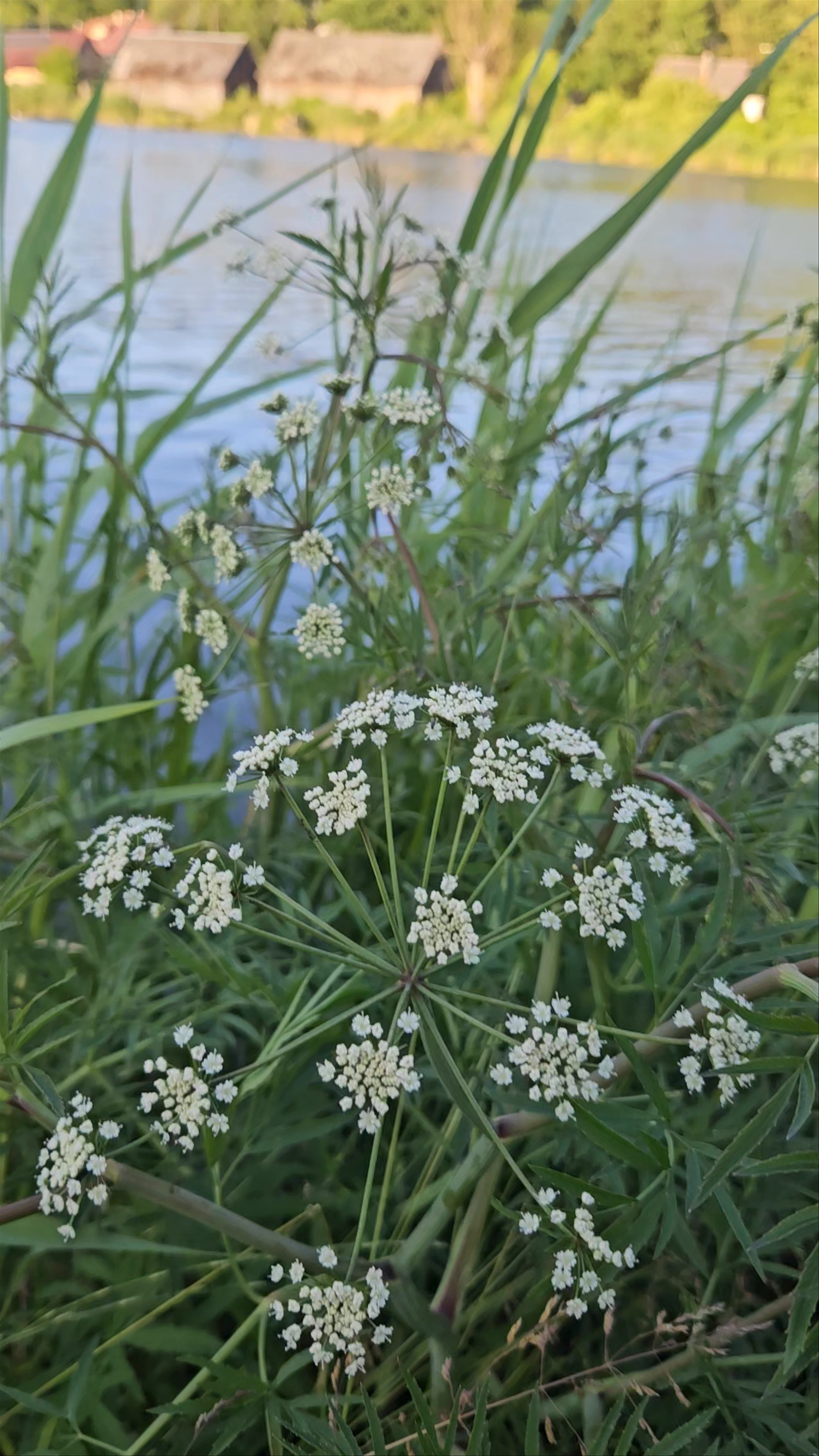 Kąpielisko "Jezioro iłżeckie"