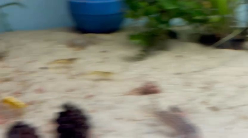 CW217 Cory juveniles