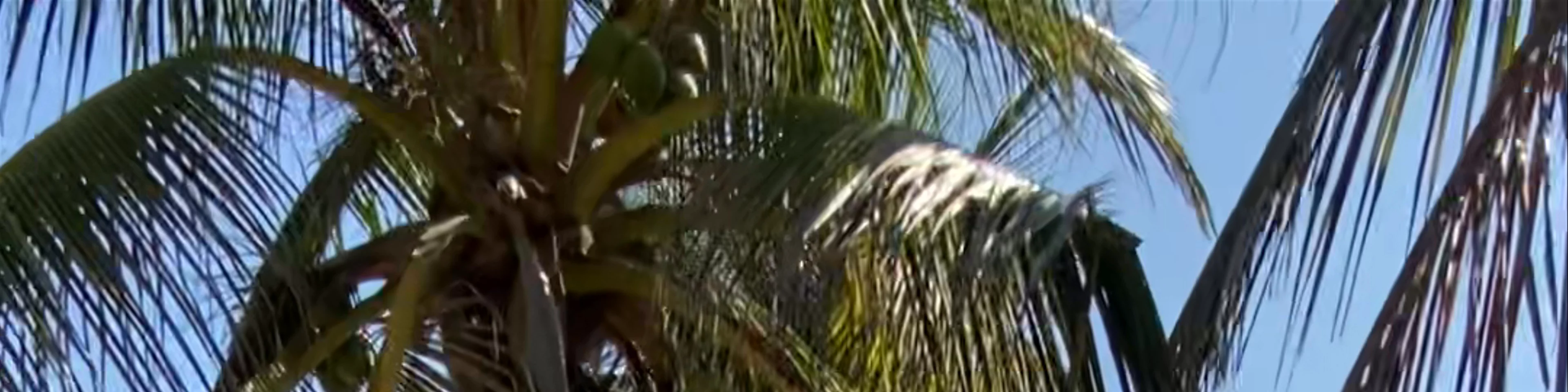 La Palapa de Juanita y Camping En Puerto Suelo