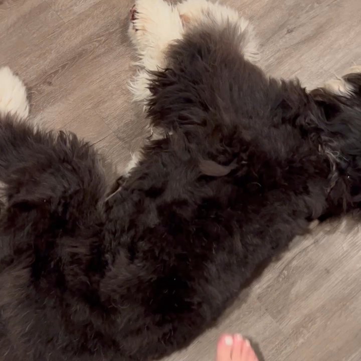 Paws A While - Stay far FAR away. Luckily hair grows back. - Pet Groomers Near Me - Manhattan Beach, California