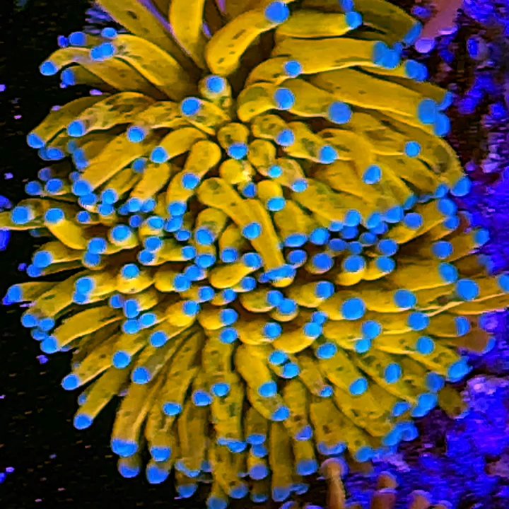 Nemo Aquarium - High end corals and exotic marine and freshwater fish. - Aquarium Services Near Me - Lilburn, Georgia