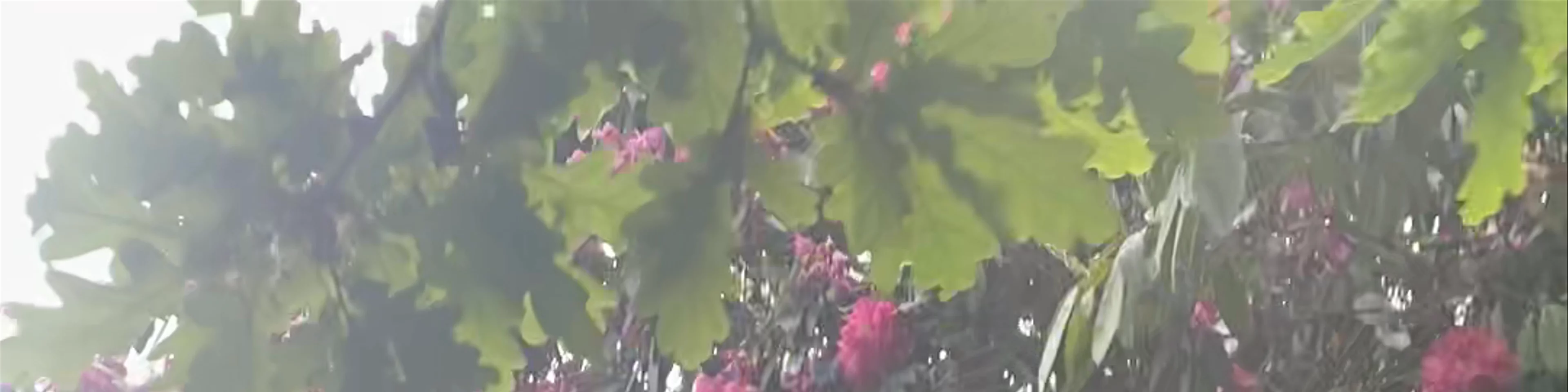 Riverhill Himalayan Gardens