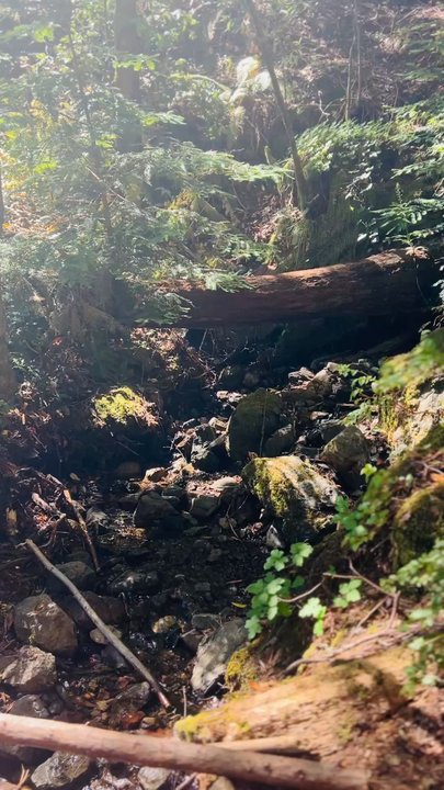 Monte Rio Redwoods Trailhead - Hiking Near Me - Monte Rio, California