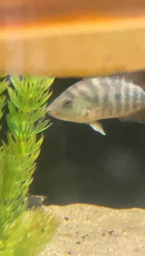 Red terror, guayas cichlid