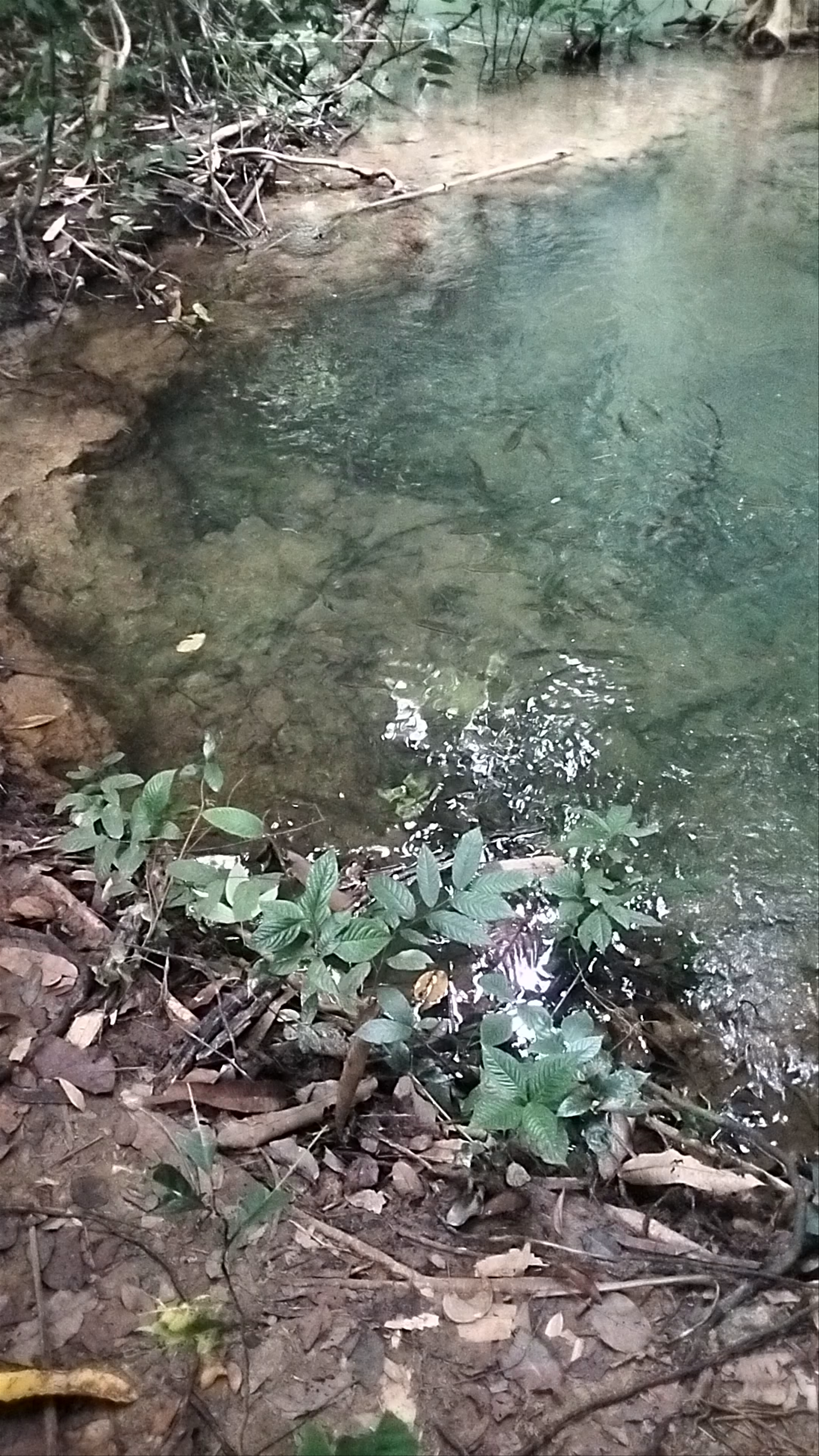 Khao Sok National Park