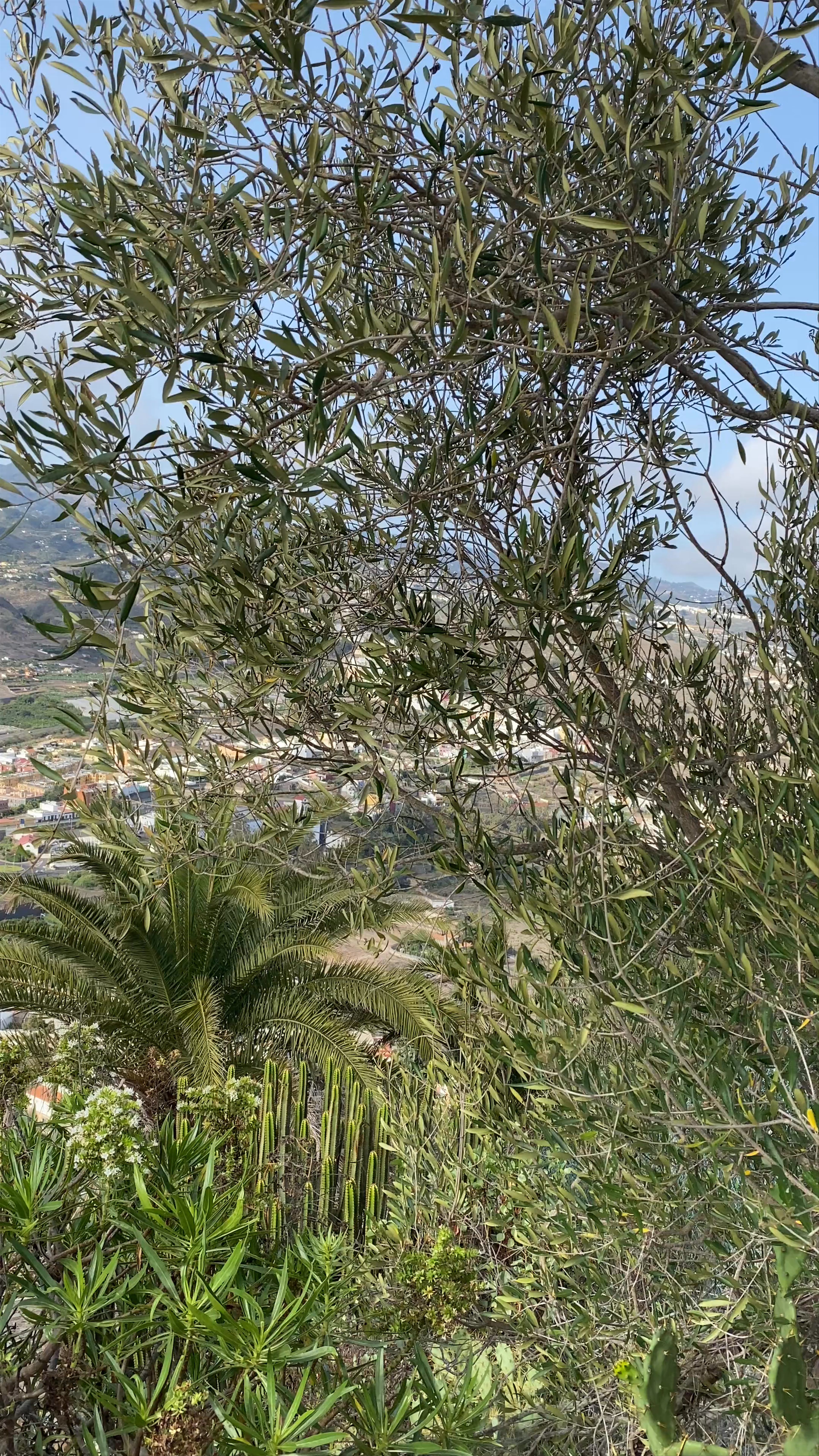 Mirador De La Montaña De Arucas