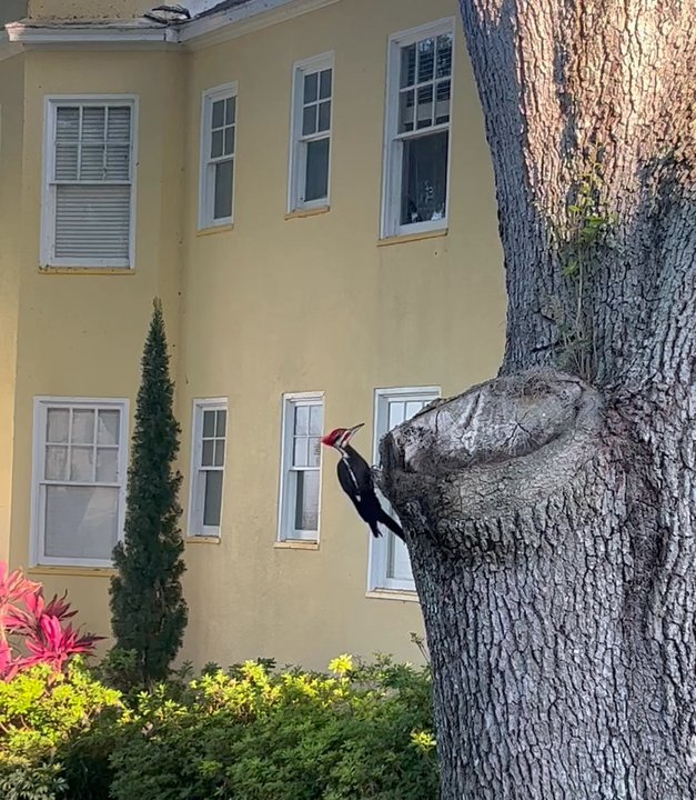 Lakeside Inn - Hotels Near Me - Mount Dora, Florida