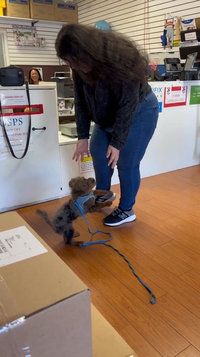 US Mail Plus - Meet Bluey! We got a chance to play with her during our live scan visit haha xD - Mailbox Centers Near Me - Torrance, California