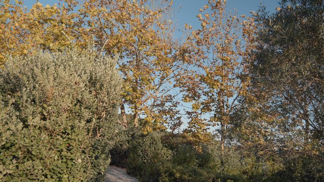Beautiful scenery of an Autumn forest
