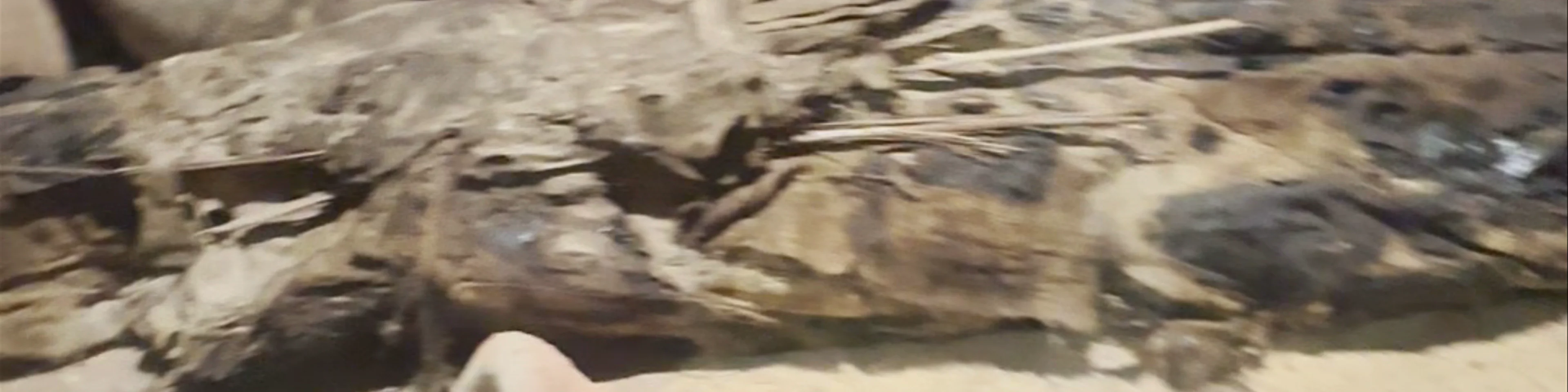Crocodile Museum