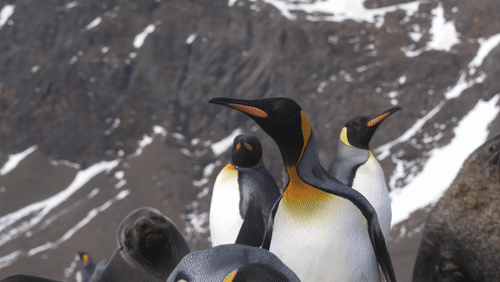 King Penguins on Saint Georgia Island animated gif