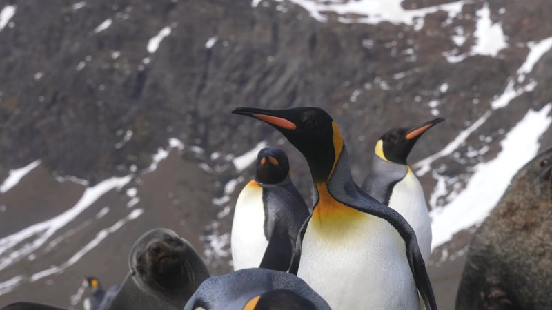 King Penguins on Saint Georgia Island poster