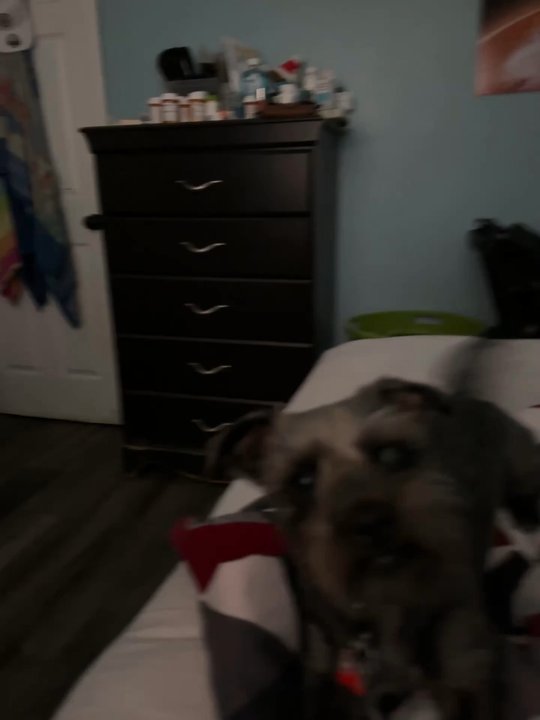 Cuddly Critters - My dog Lyon being all happy after he got his haircut recently - Pet Groomers Near Me - Orlando, Florida