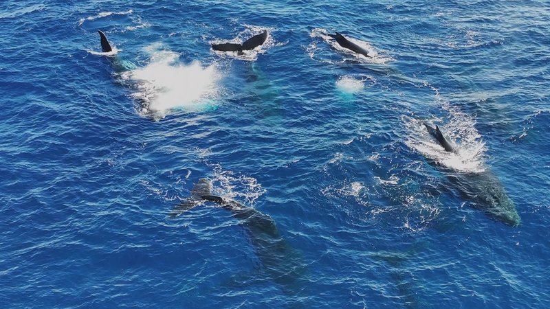 Humpback Whales in Antarctica poster