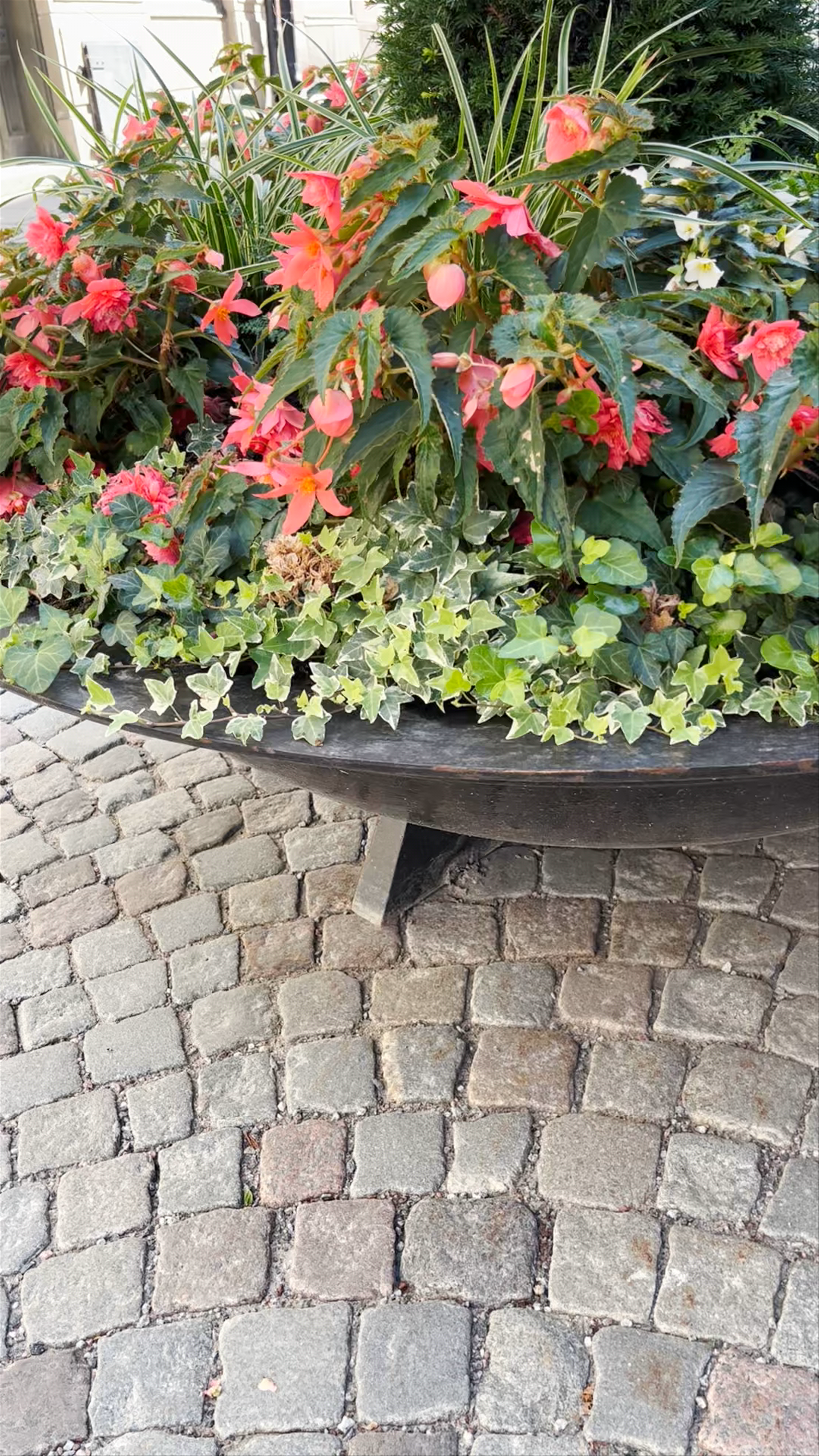 Charming Cobblestone Streets and Vibrant Blooms in Stockholm