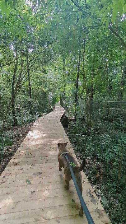 Morningside Nature Preserve - Brand new boardwalk - Parks Near Me - Atlanta, Georgia