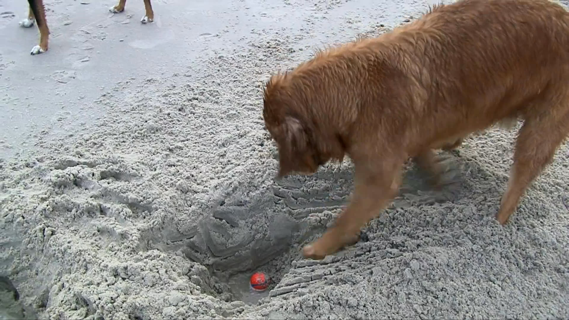 A golden retriever actively digs into the sand on a beach to reach a ball buried at the bottom of a hole. The dog persists in its excavation until it successfully retrieves the object.