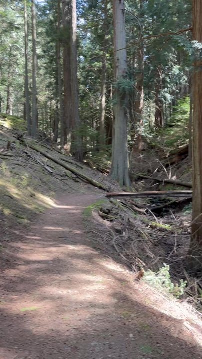 Moran State Park - It's called forest bathing. lol - Parks Near Me - Orcas, Washington
