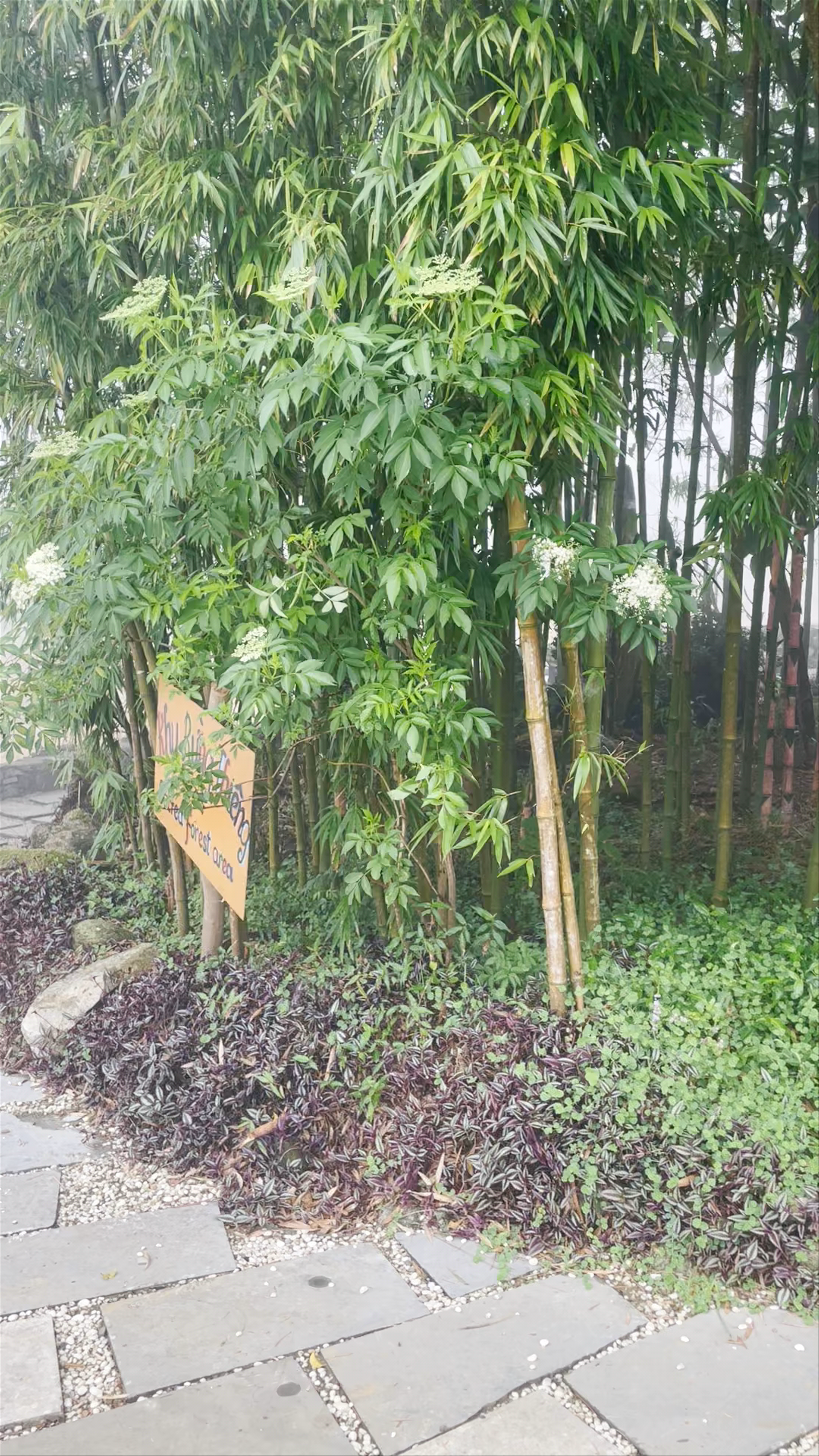 Sacred forest