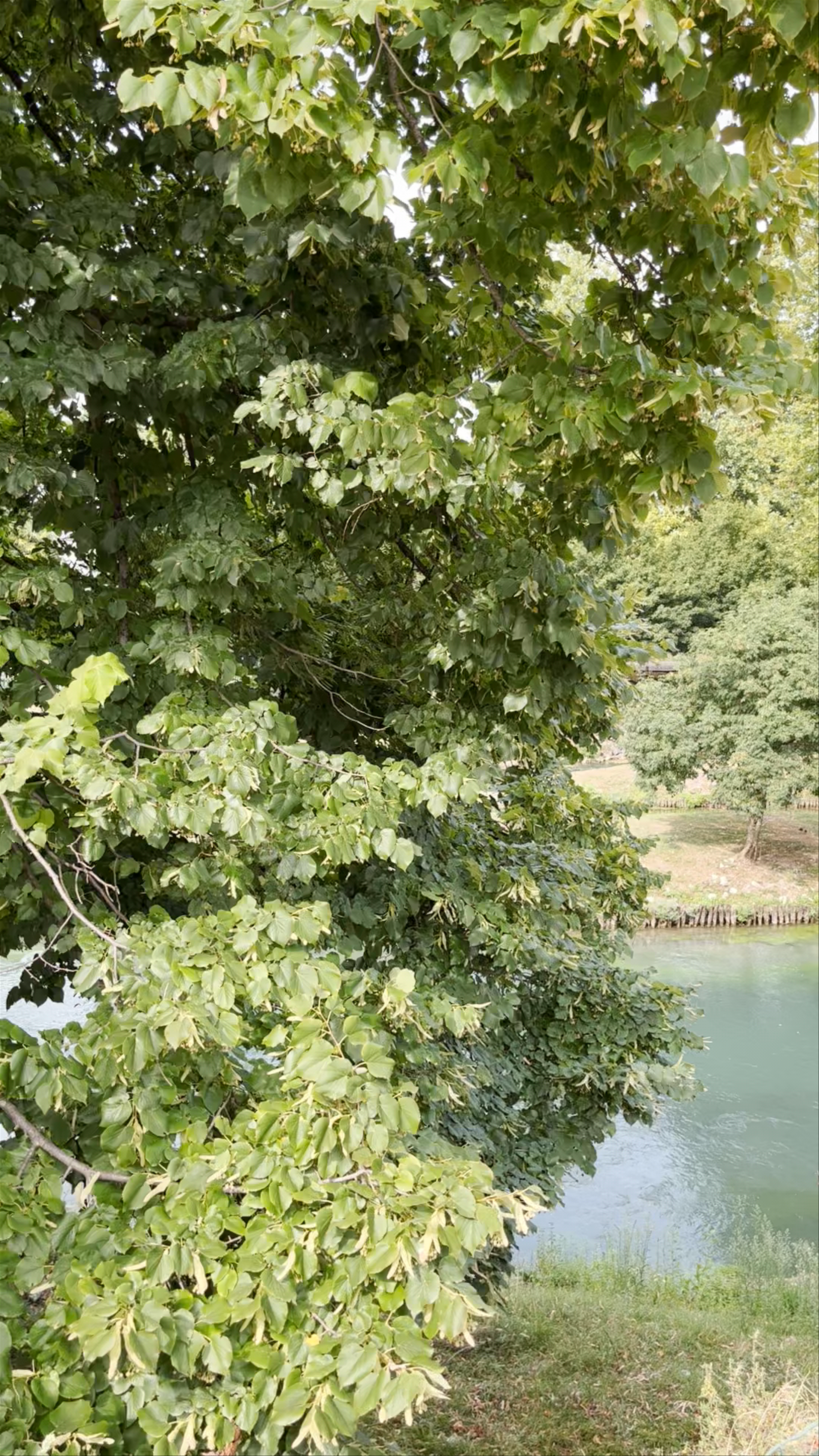 Strolling Along Viale fra' Giocondo Defensive Wall in Treviso, Italy
