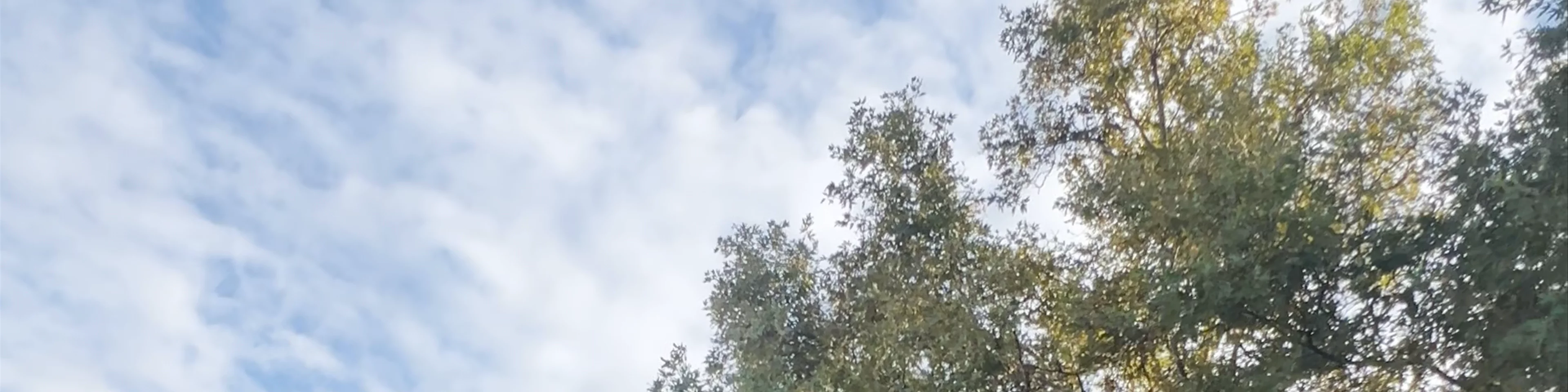 Chinar Tree