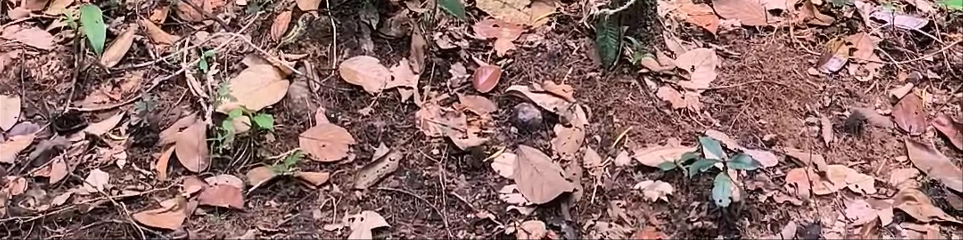 Taman Negara Kubah