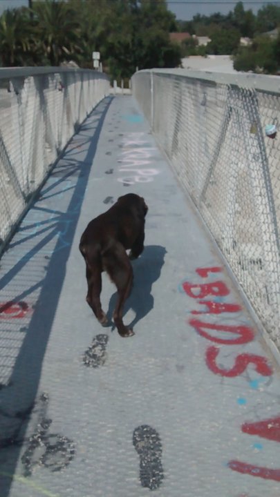 At Garden's Edge - My baby on Sunnynook Bridge one month before he passed over the rainbow bridge. - Pet Cremation Services Near Me - Alhambra, California