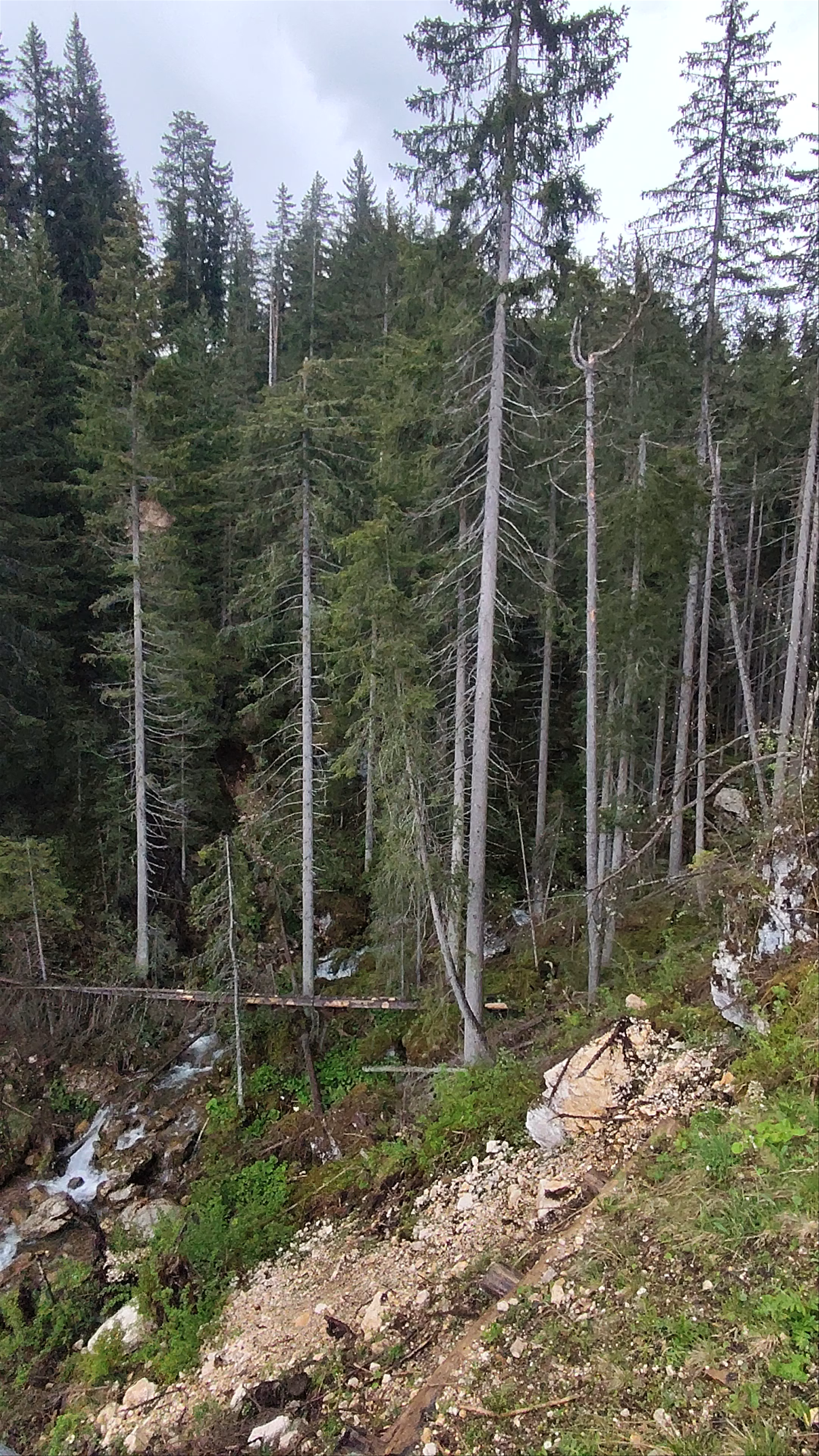 Ponte sospeso lago di carezza