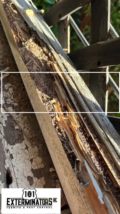 101 Exterminators - Pest Control Near Me - Salinas, California