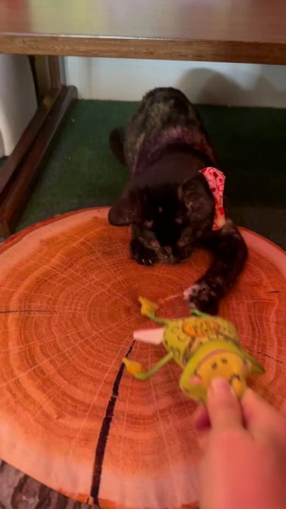 Cats & Crystals - Kitten playing with a toy - Pet Adoption Near Me - Oceanside, California
