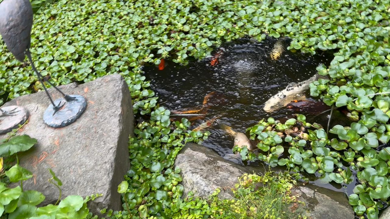 Ripples Estate Winery - The barrels indicate where you should enter. The pond with koi was on property and gorgeous. - Wineries Near Me - Abbotsford, British Columbia
