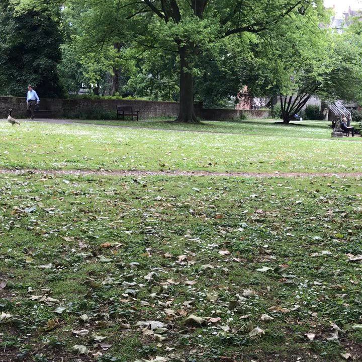 Rosengarten am Stadtmuseum - Kanadagänse. Canada geese. - Parks Near Me - Dusseldorf, NW