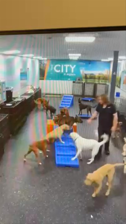 Dogtopia - The "forced sit" in question... - Pet Boarding Near Me - Charlottesville, Virginia