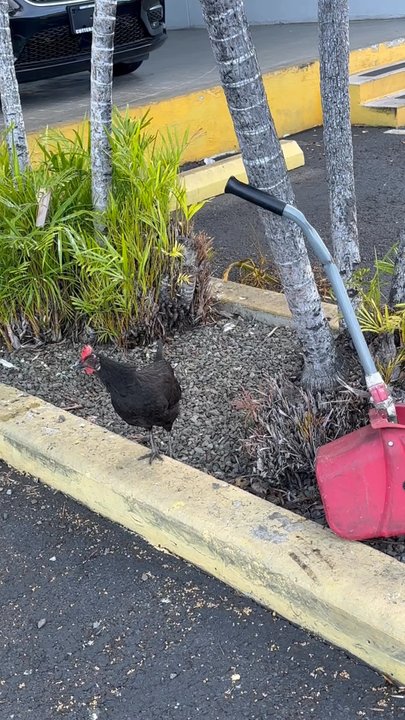 CUTTER CHRYSLER DODGE JEEP RAM FIAT - Updated October 2025 - 168 Photos ...