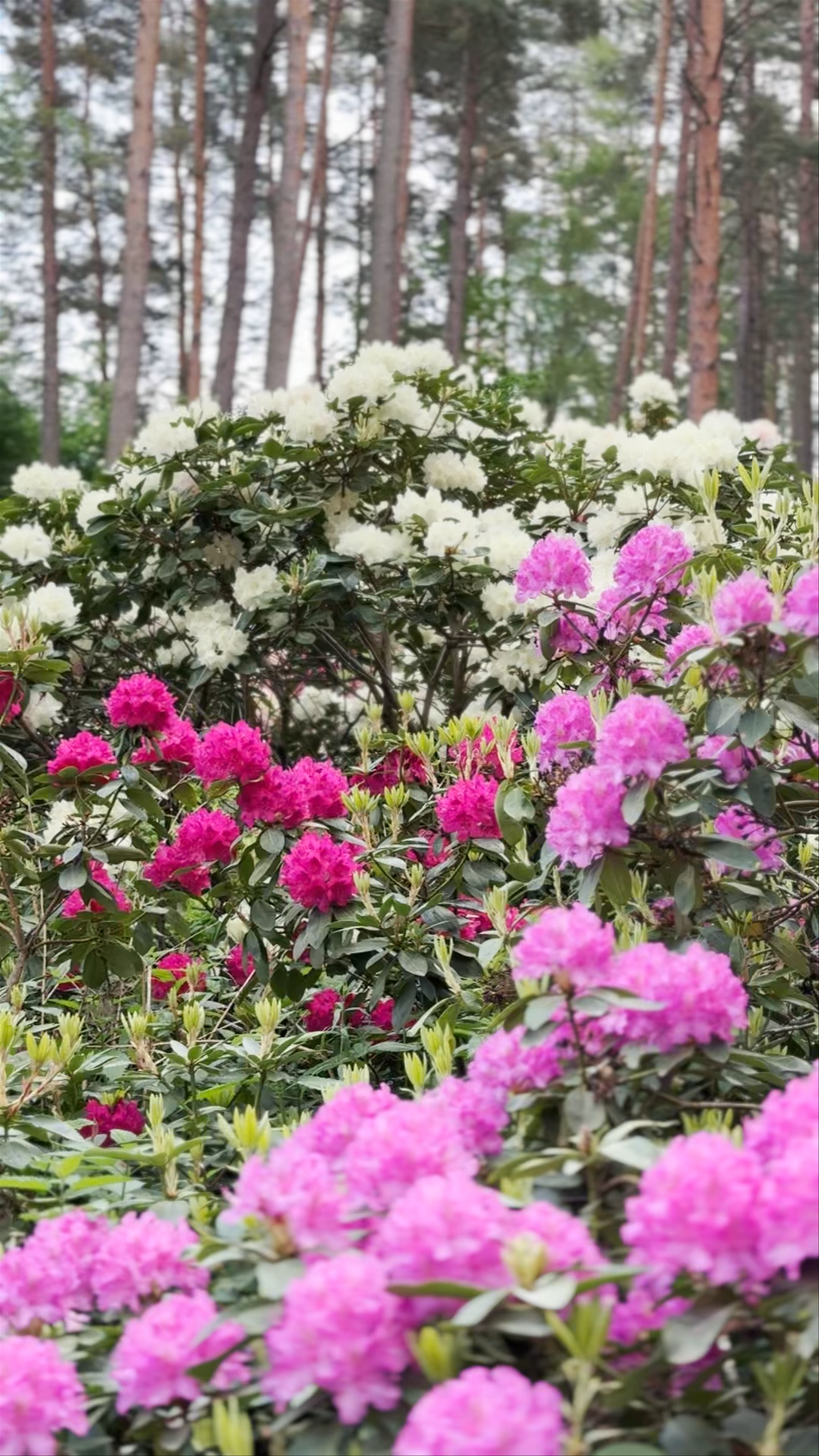 LU Rododendru selekcijas un izmēģinājumu audzētava "Babīte"