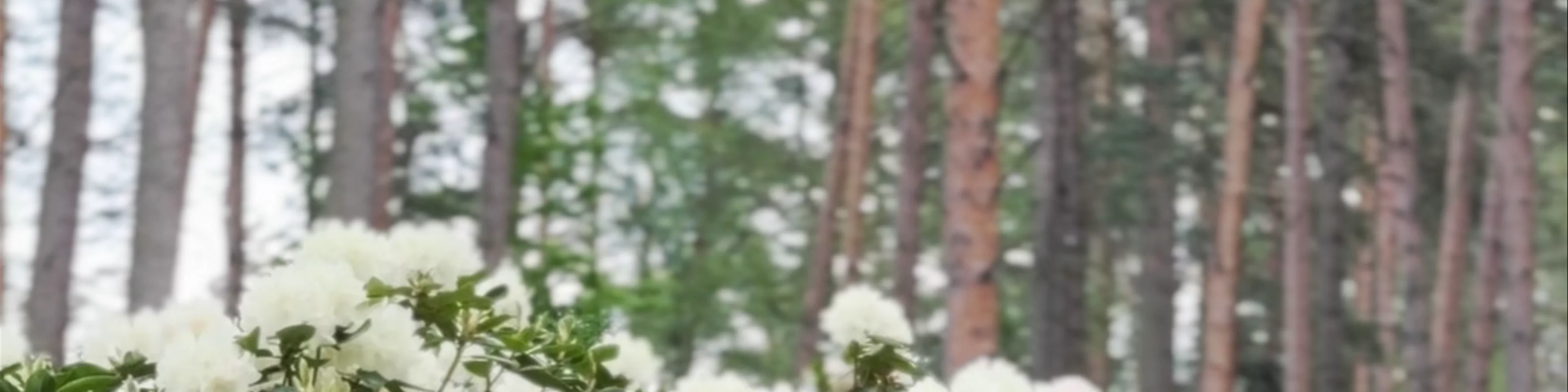 LU Rododendru selekcijas un izmēģinājumu audzētava "Babīte"