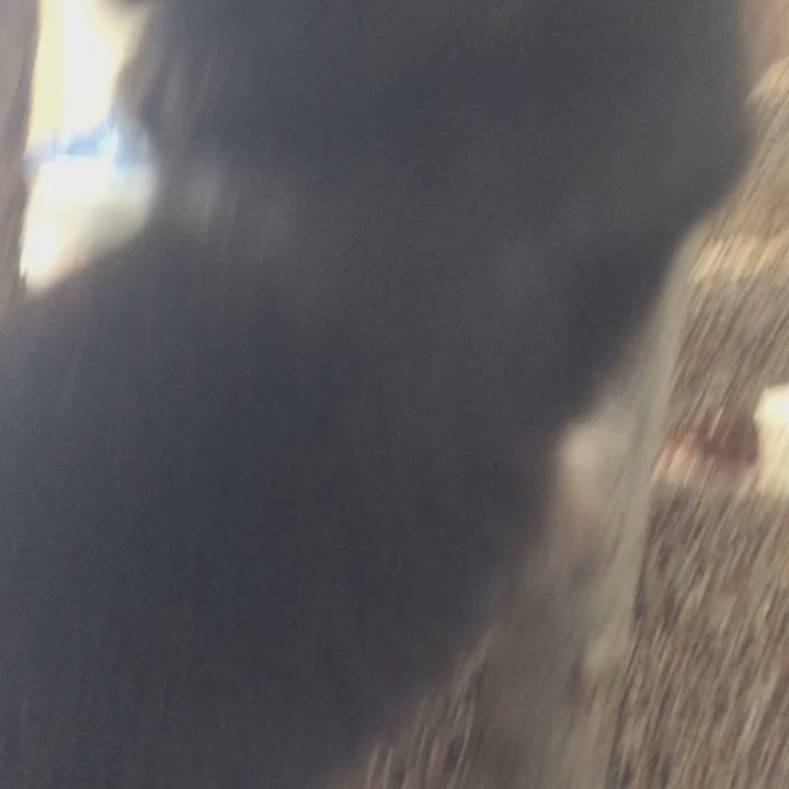 Bouse Fur House - Chap, our first cat boarder, enjoying our homemade cat tower made of real pine and oak trees! - Pet Sitting Near Me - Broken Arrow, Oklahoma