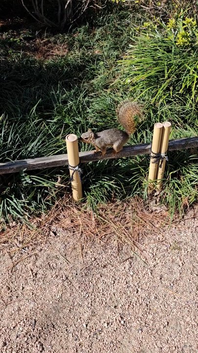 Japanese Garden - Friendly little squirrel - Botanical Gardens Near Me - Houston, Texas